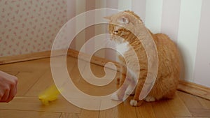 Female tickling her cute ginger cat using stick with plumule at home.