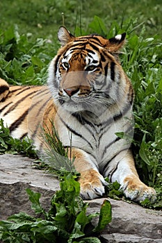 Female Tiger