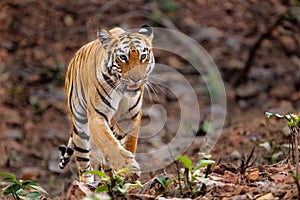 Female tiger in Bandhavgarh National Park in India