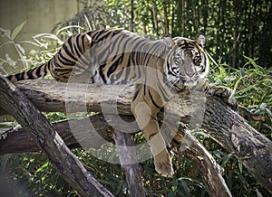 Female Tiger on log