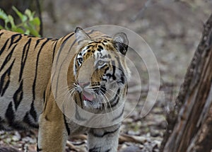 Female Tiger looking around in search of a prey