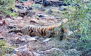 female tiger near the water hole