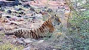 female tiger near the water hole