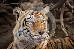 Female tiger portrait or head shot with an eye contact. This Adult tigress has Lovely mane and beard at Ranthambore National Park