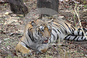 Female tiger is resting in bushes after meal
