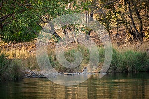 A female tiger resting in evening with beautiful surrounding just before going to start territory marking at Ranthambore