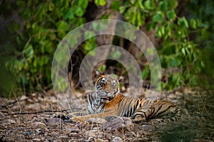 A female tiger resting in evening with beautiful surrounding just before going to start territory marking at Ranthambore
