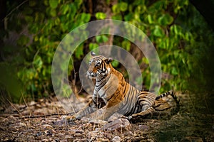 A female tiger resting in evening with beautiful surrounding just before going to start territory marking at Ranthambore