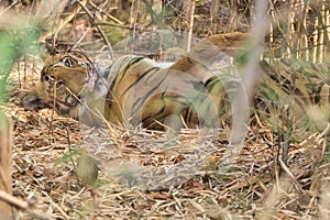 Female Tiger at Tadoba National Park