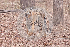 Female Tiger at Tadoba National Park