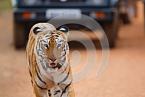 Female tiger in Tadoba NP in India