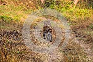 Female tiger walking in its territory at bandipur tiger reserve area, karnataka india