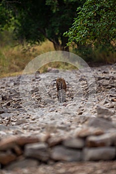 A female tiger walking on ramganga river bed on stones and rocks for territory marking at Corbett