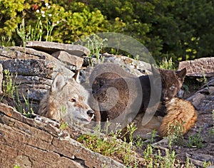 Female timber wolf Canis lupus and pups