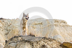 Female timber wolf on mountain ledge
