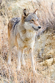 Female timber wolf portrait