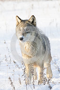 Female timber wolf portrait