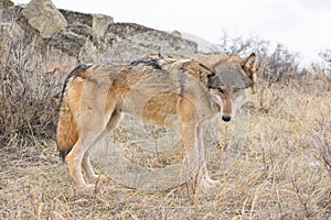 Female timber wolf in prairie grass