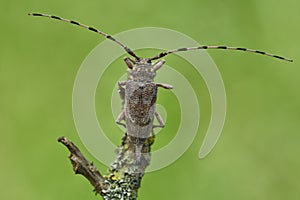 Female The timberman beetle Acanthocinus aedilis in Czech Republic