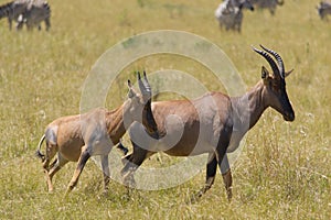 Female topi antelope with young