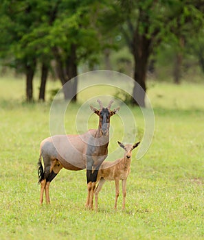 Female Topi with her young