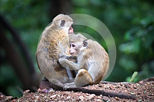 Female toque macaque monkey with baby in natural habitat in Sri