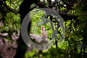 Una mujer macacos monos 