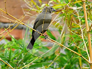 Female tordus. Brown birdie