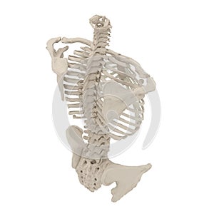 Female Torso Skeleton on white. 3D illustration