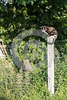 Female tortoise-shell cat prowling perched.