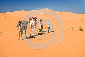 Female tourist and nomadic berber leading 2 camels through desert