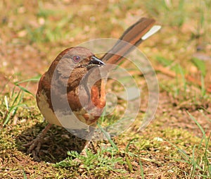 Female Towhee-w/seed