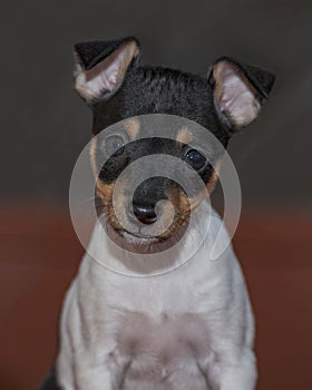 Female Toy Fox Terrier Puppy Portrait