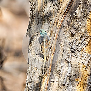 Female Tree Agama