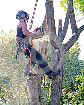 Female tree surgeon up a tree.
