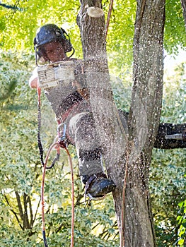 Female tree surgeon at work