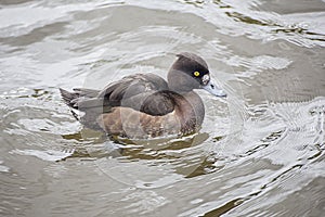 Female tufted duck