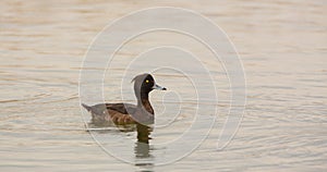 Female Tufted Duck