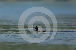 Female tufted duck Aythya fuligula swimming in sunshine