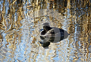 Female tufted duck swimming on a lake