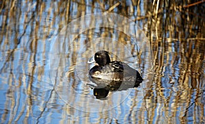 Female tufted duck swimming on a lake