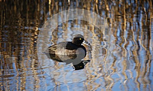 Female tufted duck swimming on a lake