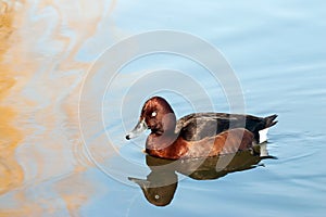 Female Tufted duck.