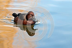 Female Tufted duck.