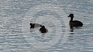 Female Tufted duck with young on fresh water lake. UK.