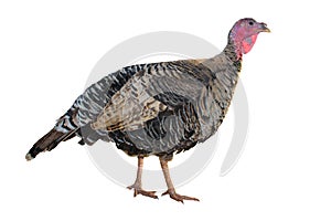 Female Turkey