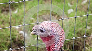 Female Turkey Close Up with Purring Sound, County Wicklow, Ireland