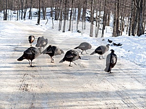 Female turkey group crossing