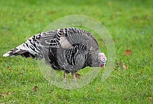 Female turkey nibbling the green grass, poultry farming