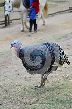 Female Turkey Walking, Full Body View